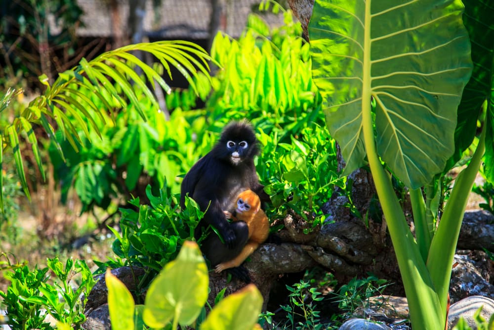 Francois langur in the middle of the plants