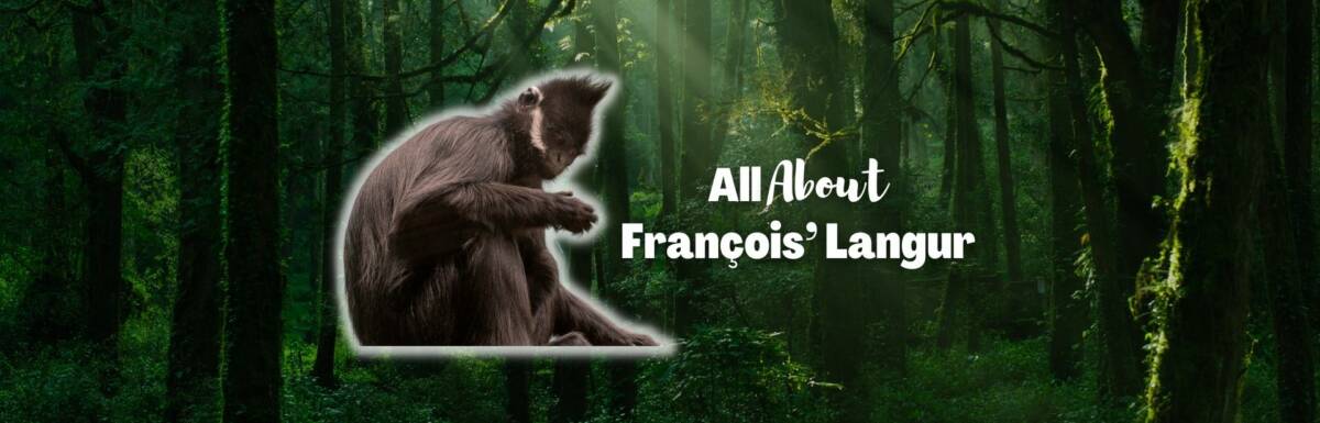 francois langur featured image