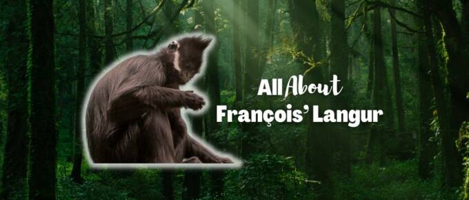 francois langur featured image