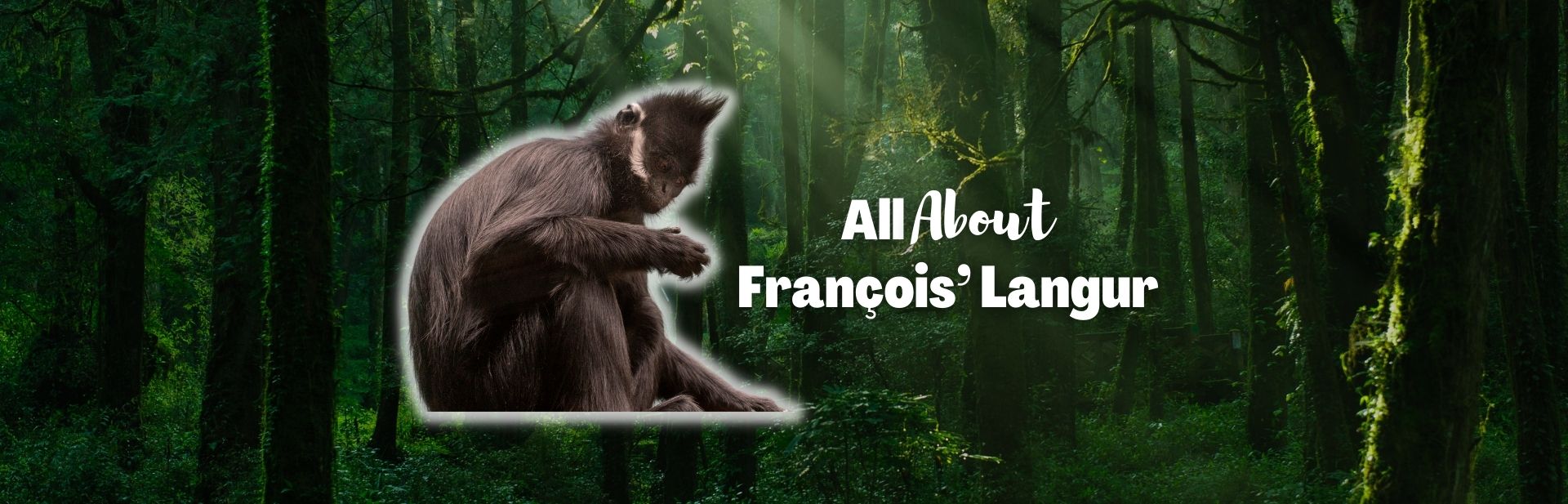 François’ Langur: The Mysterious Monkey of Southeast Asia