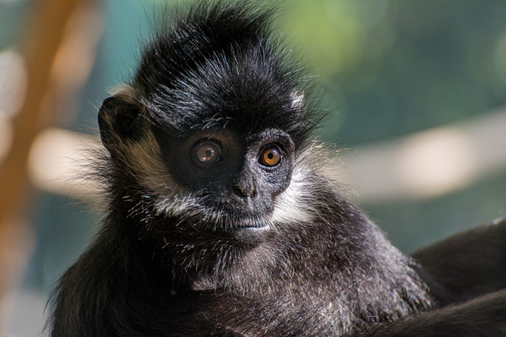 Close up photo of the baby francois langur
