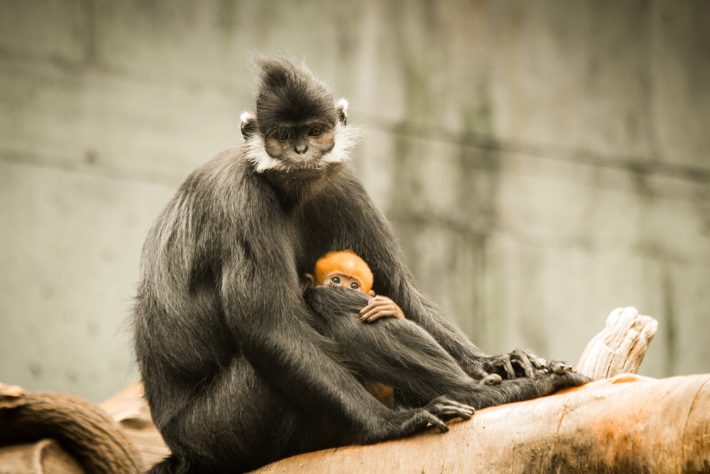 Francois langur with its baby hiding on its lap