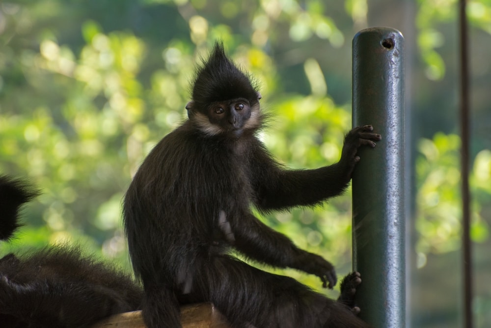 Baby francois langur holding on a metal