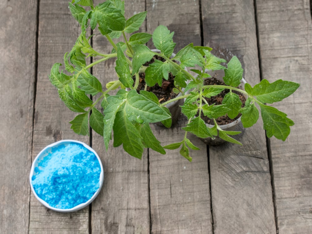Plant laying on the table with copper sulfate on it