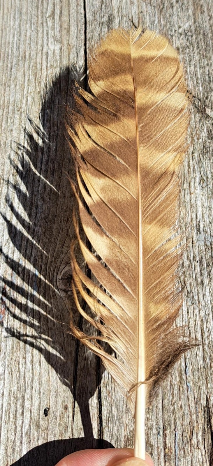 Feather of an owl at the table