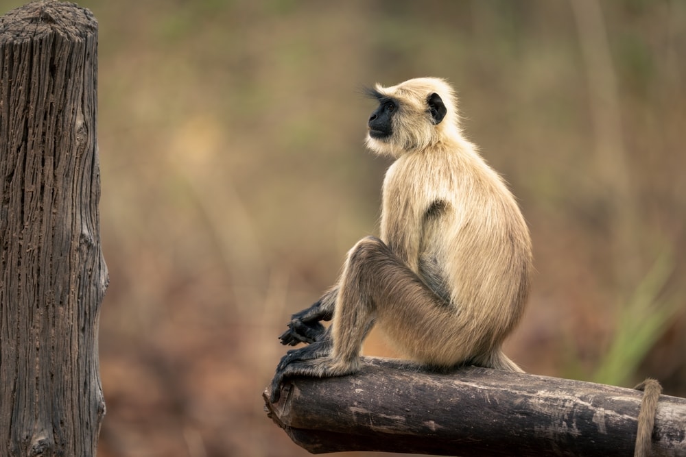 northern plains gray langur sitting with a camera behind it