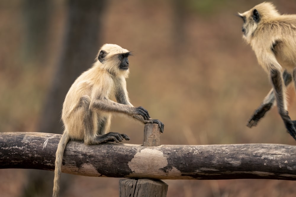 northern plains gray langur walking towards each other