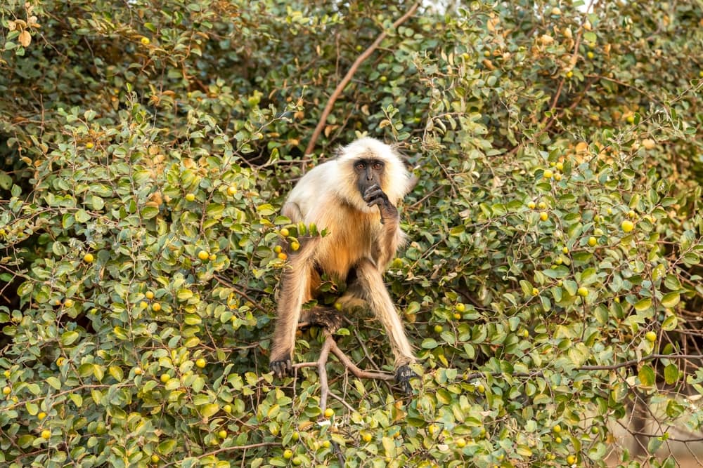 northern plains gray langur sitting in the middle of the tree