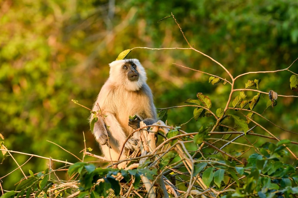 northern plains gray langur standing on top of a tree
