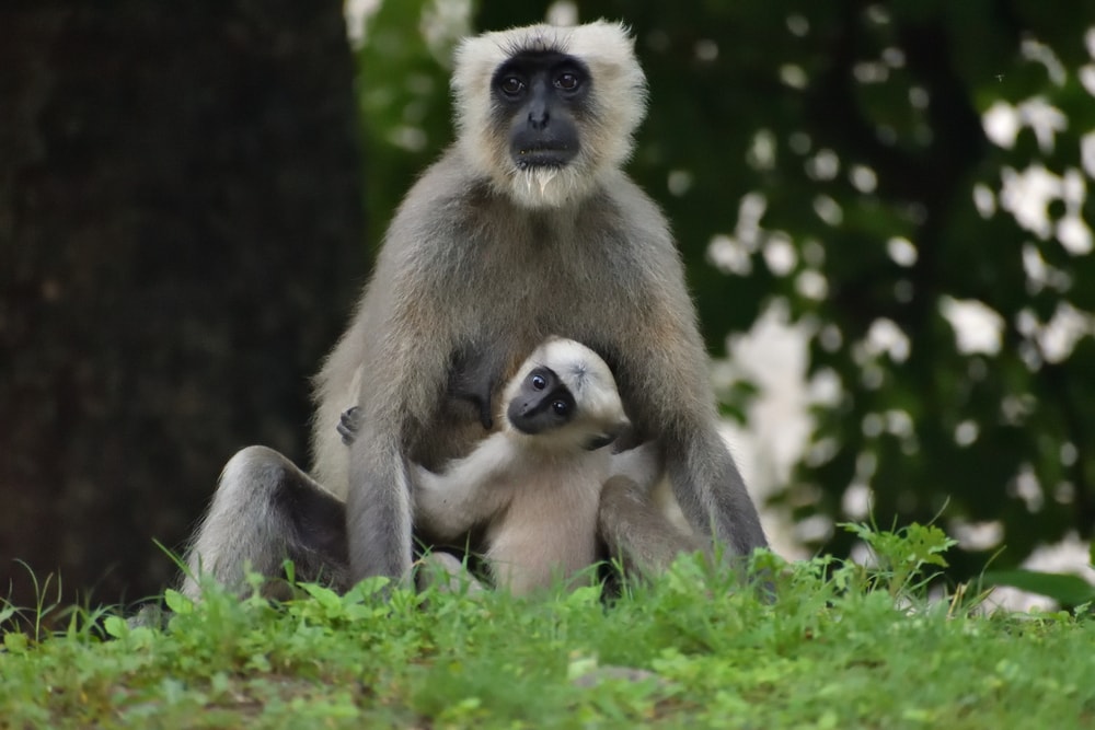 northern plains gray langur with its baby playing 