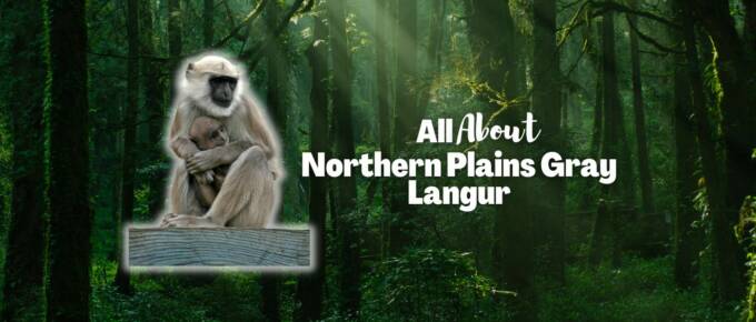 northern plains gray langur featured image