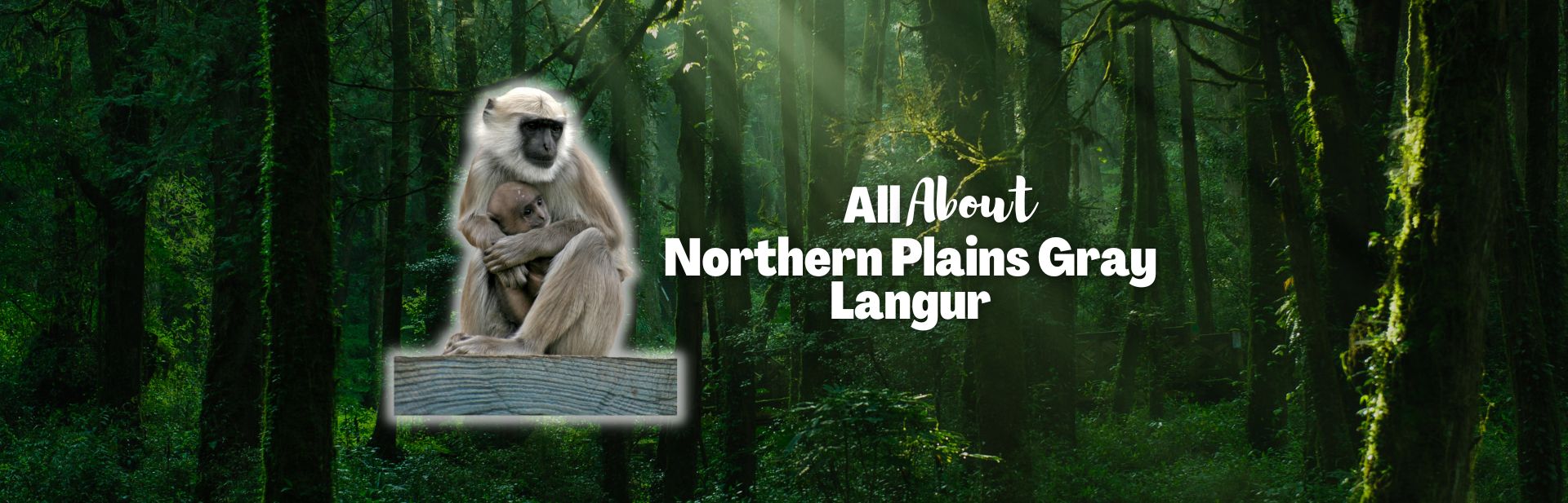 Northern Plains Gray Langur: The Sacred Primate of India