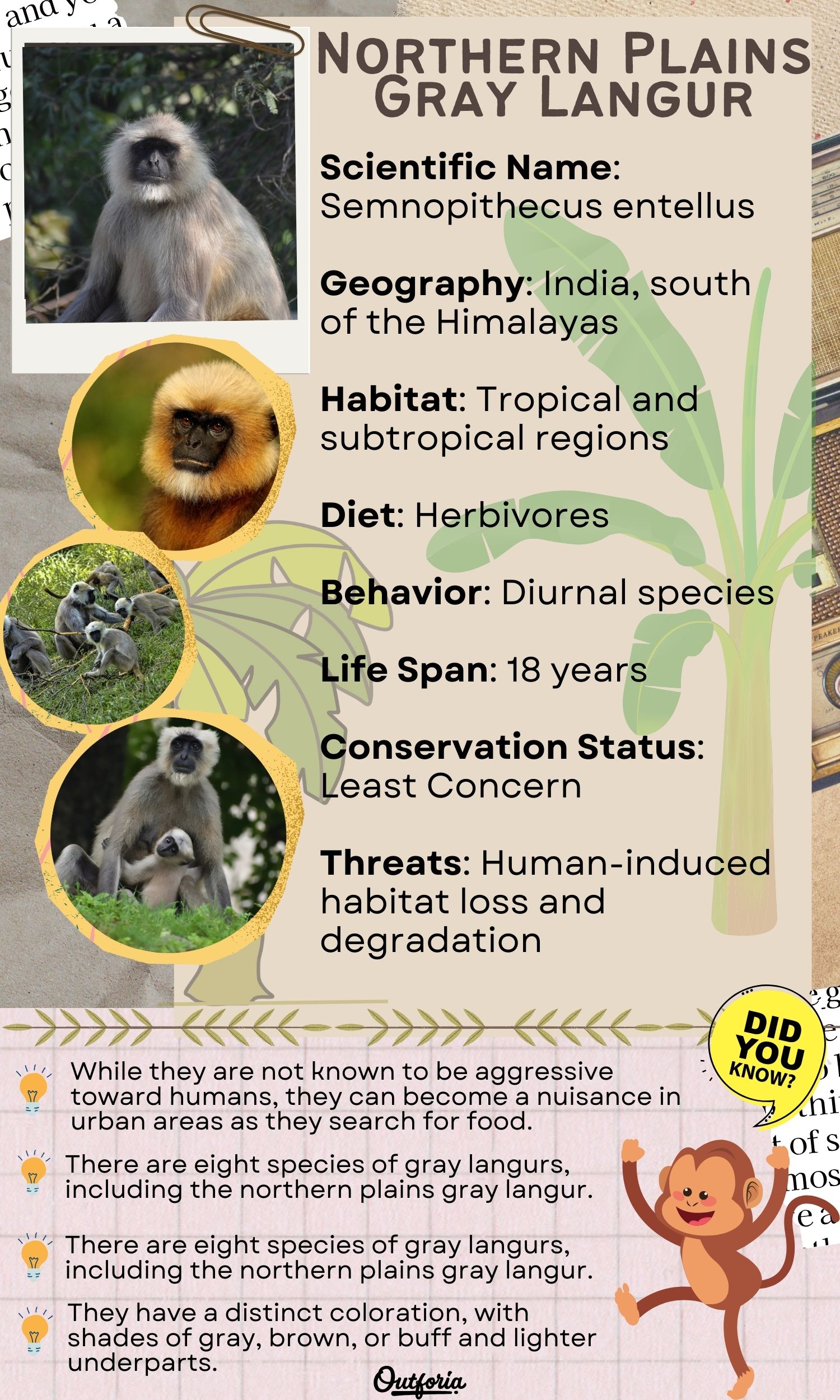 Infographics of the Northern Plains Gray Langur with facts and images