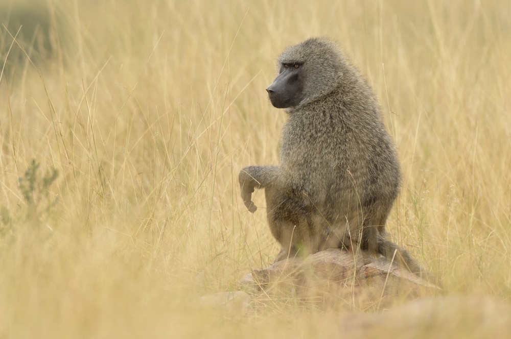 Olive baboon sitting on the stone in the middle of a dry field