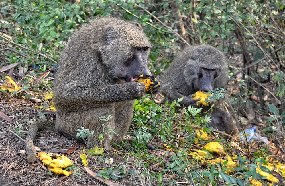 Two olive baboons eating fruits