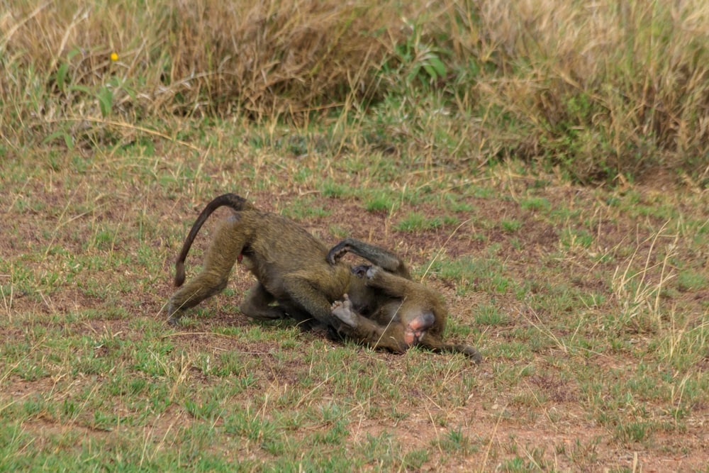 Two olive baboons playing around in the grass