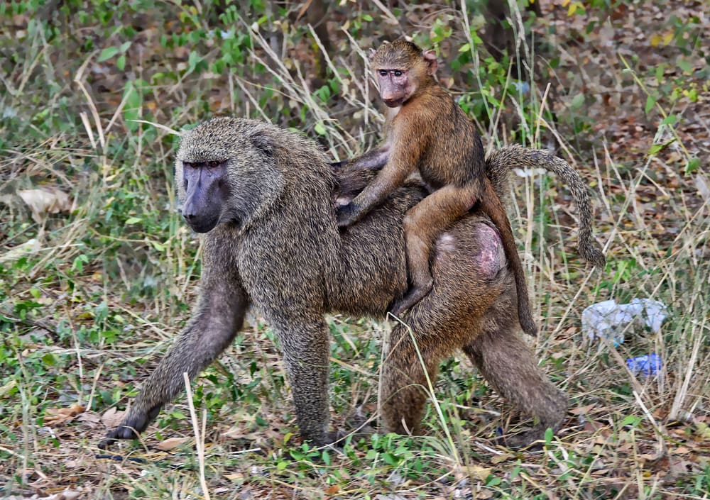 Olive baboon with a baby carrying on its bag