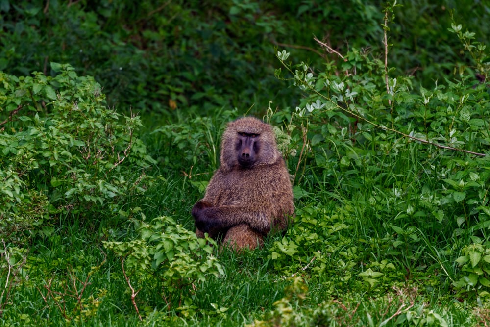 Olive baboon in the middle of the forest