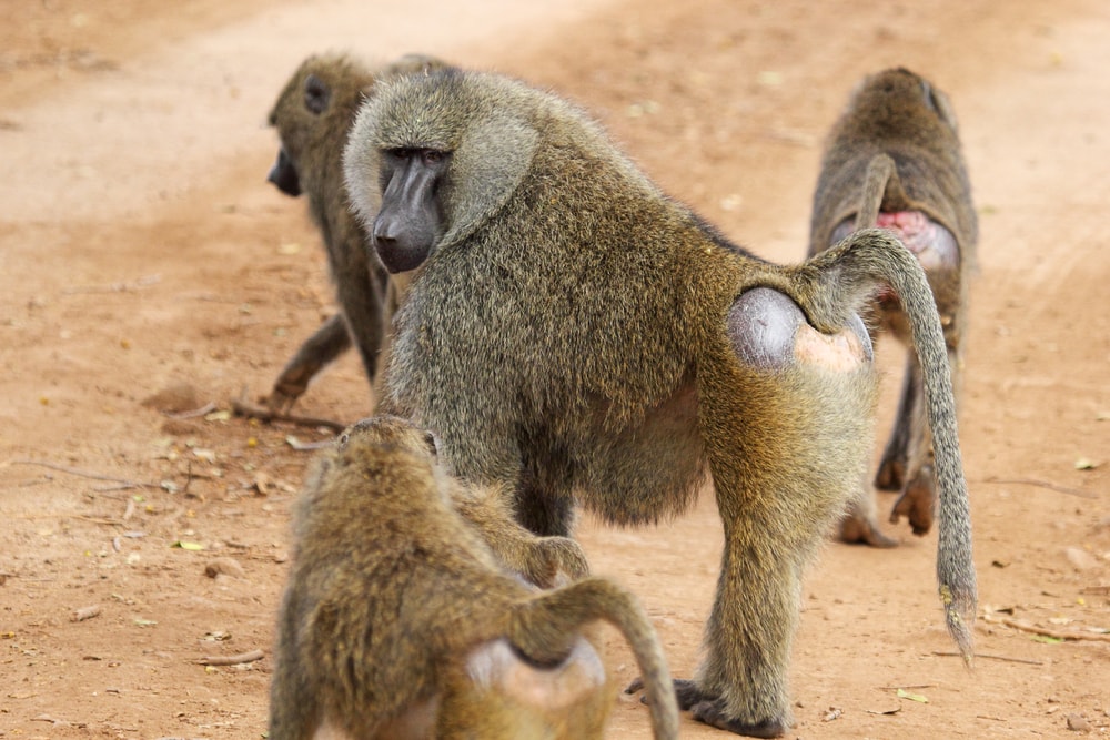 Group of olive baboon walking on a dry land