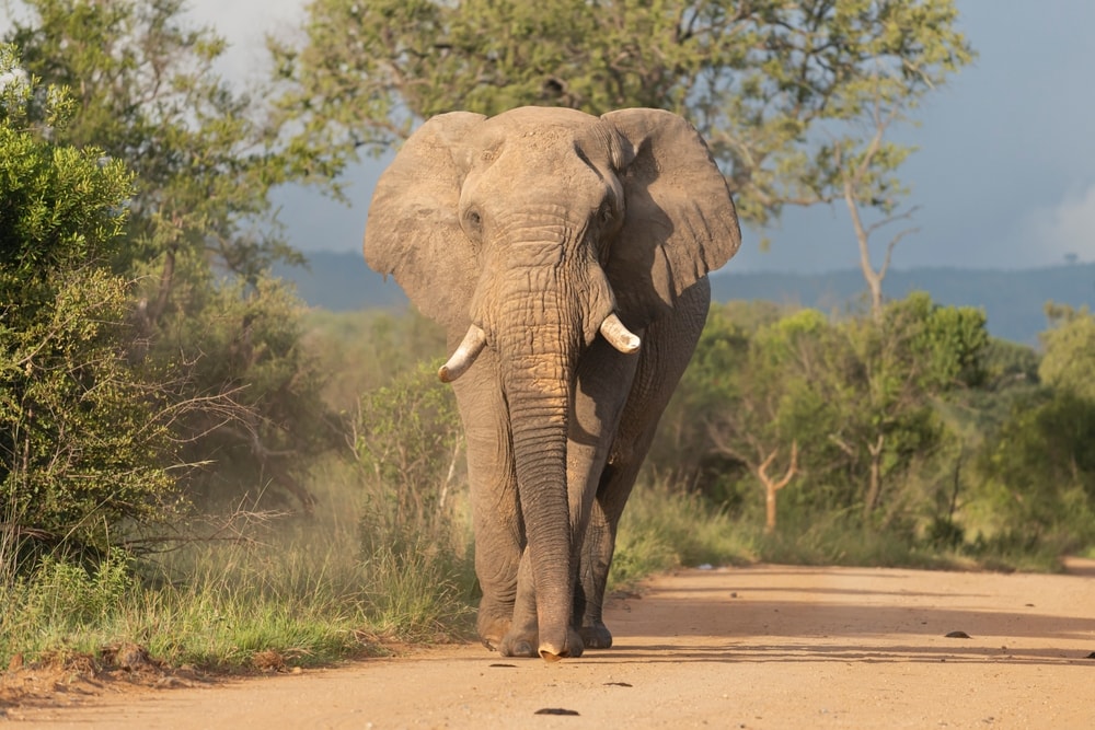 African Bush Elephant walking on the road