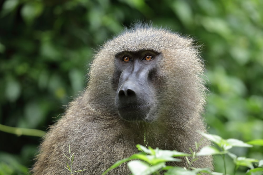 Olive baboon looking at his left