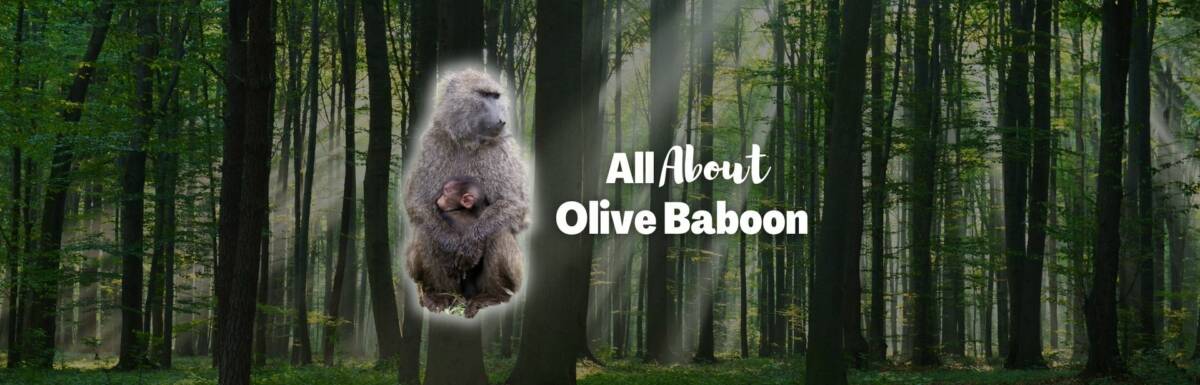 Olive baboon featured image