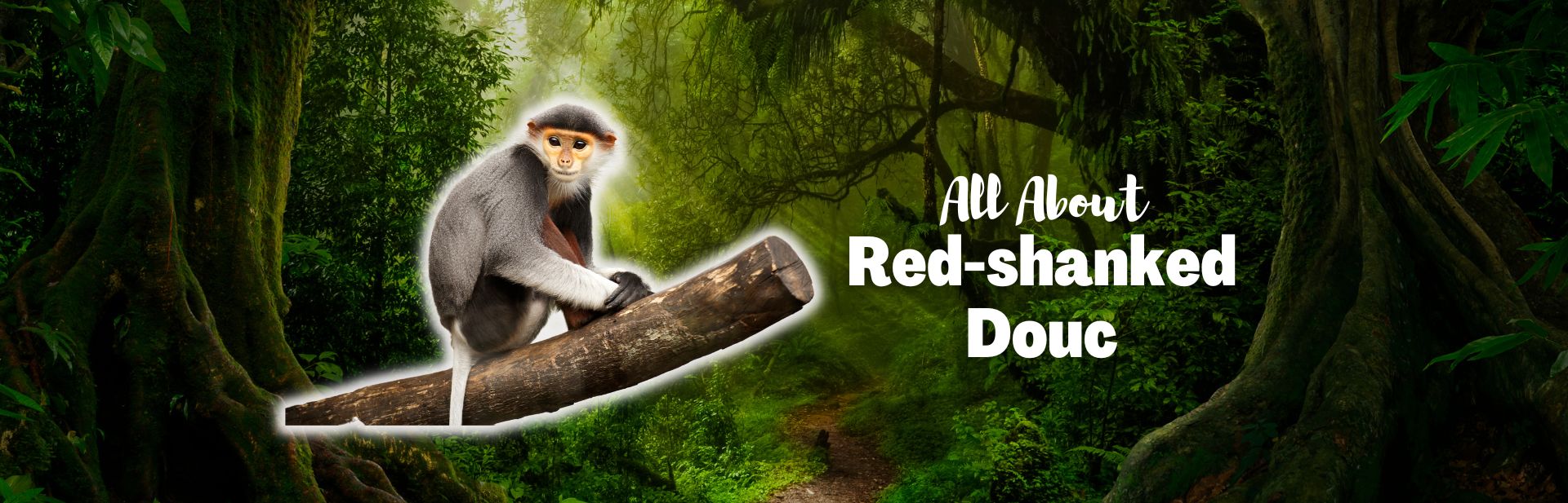 Red-Shanked Douc: The Vibrant Primate of Indochina