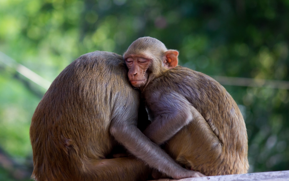 Two rhesus macaque hugging each other