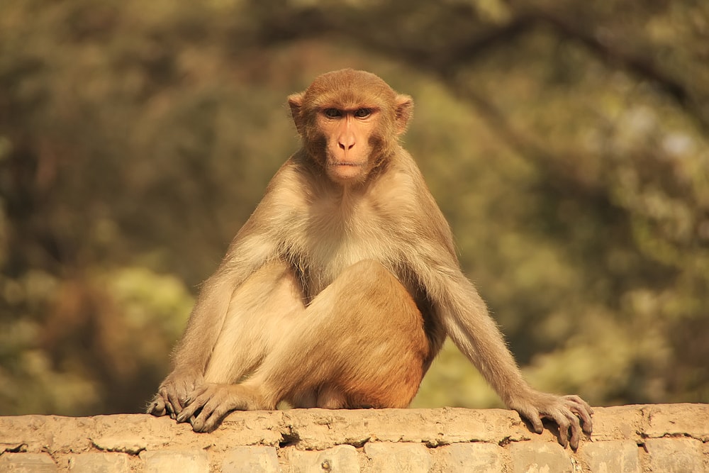 Rhesus macaque sitting on the wall