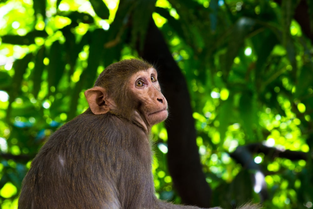 Rhesus macaque in the middle of a tree