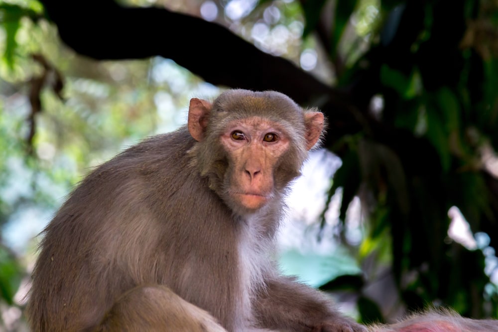 Rhesus macaque looking back at the camera