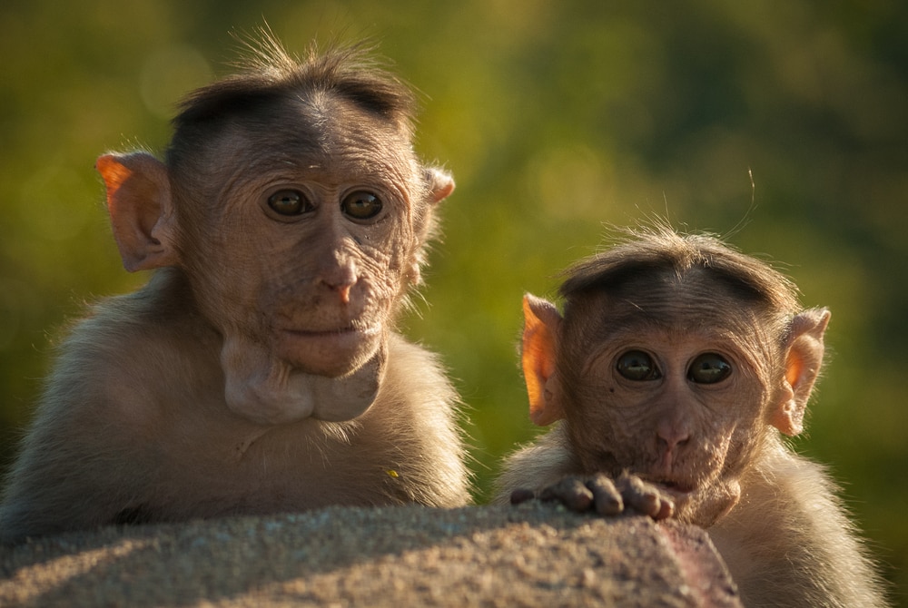 Rhesus macaque peeking at the wall showing their cheek pouches