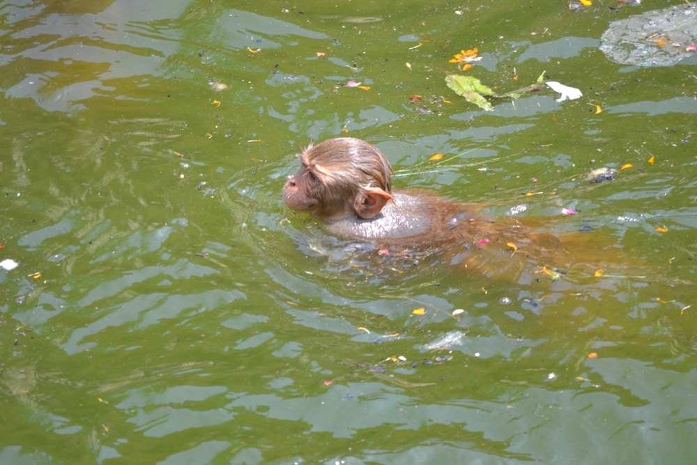 Rhesus macaques swimming in the waters