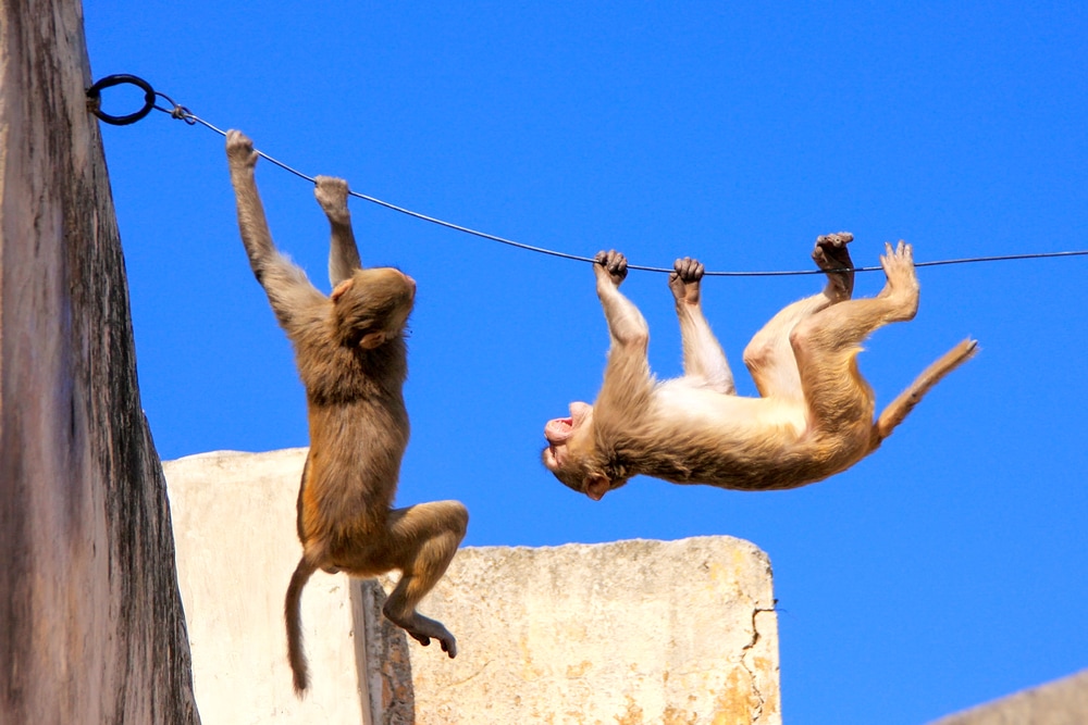 Rhesus macaques being playful in the wires 
