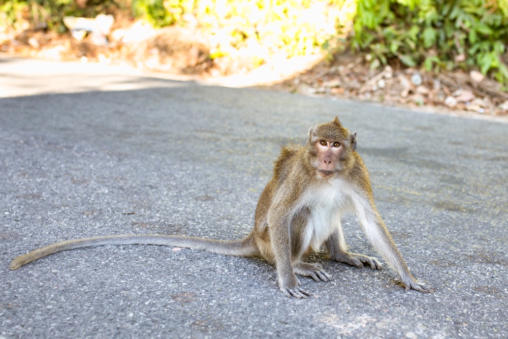 Rhesus macaque sitting on the road