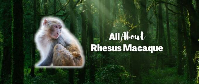 Rhesus macaque featured image