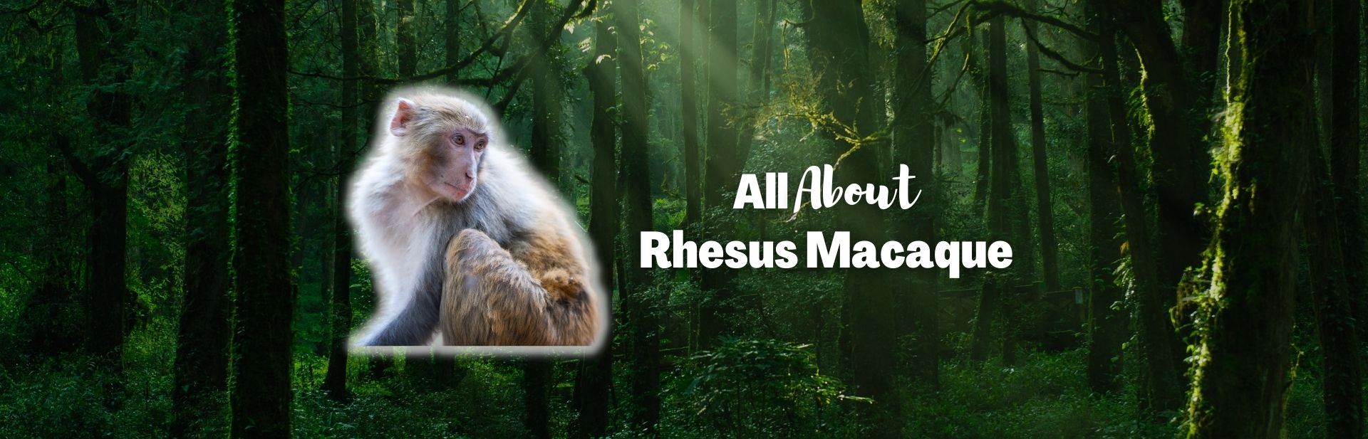 Rhesus Macaque: The Adaptable Primate Thriving in Asia’s Diverse Habitats