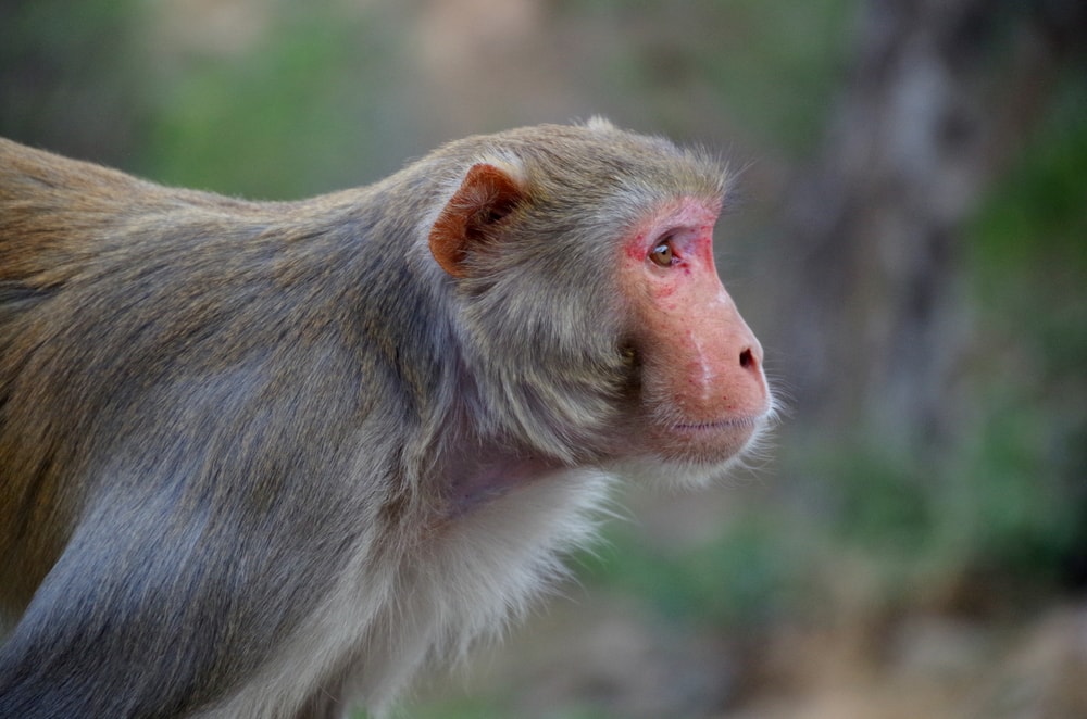 Rhesus macaque looking in its side