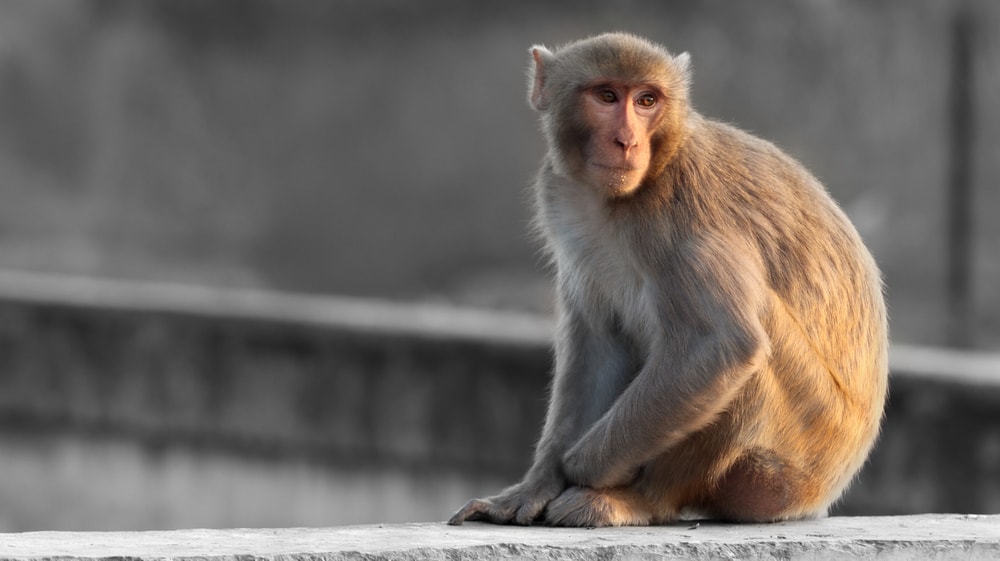 Rhesus monkey sitting on the brick