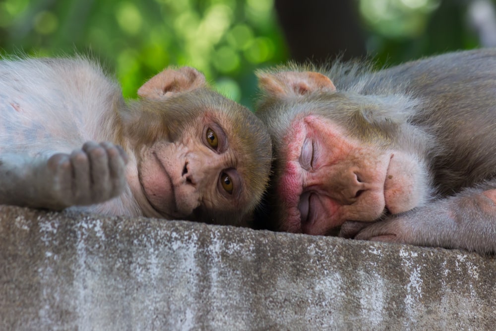 Two rhesus macaque laying their head on a brick