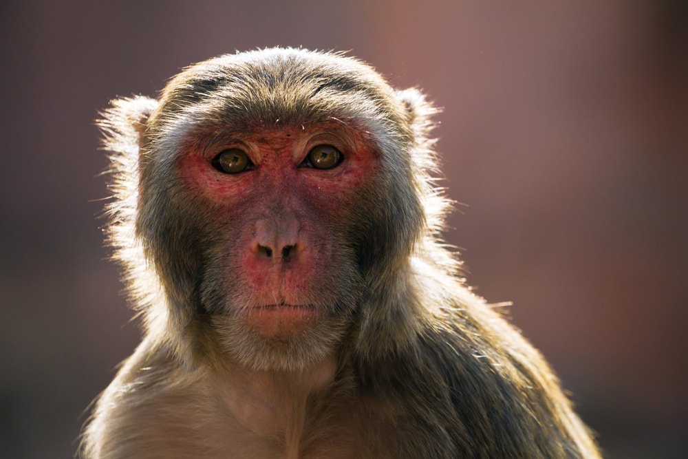 Head shot of the rhesus macaque