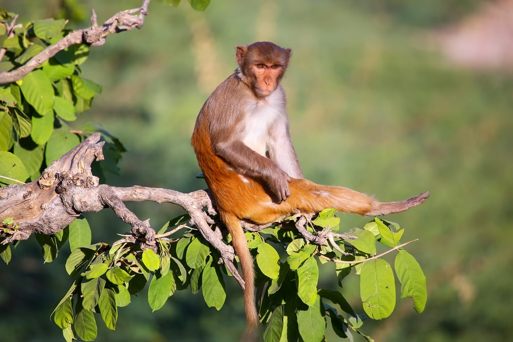 Rhesus macaque sitting on the edge of the bark of a tree