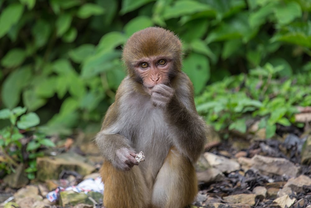 Rhesus macaque eating in the middle of the forest