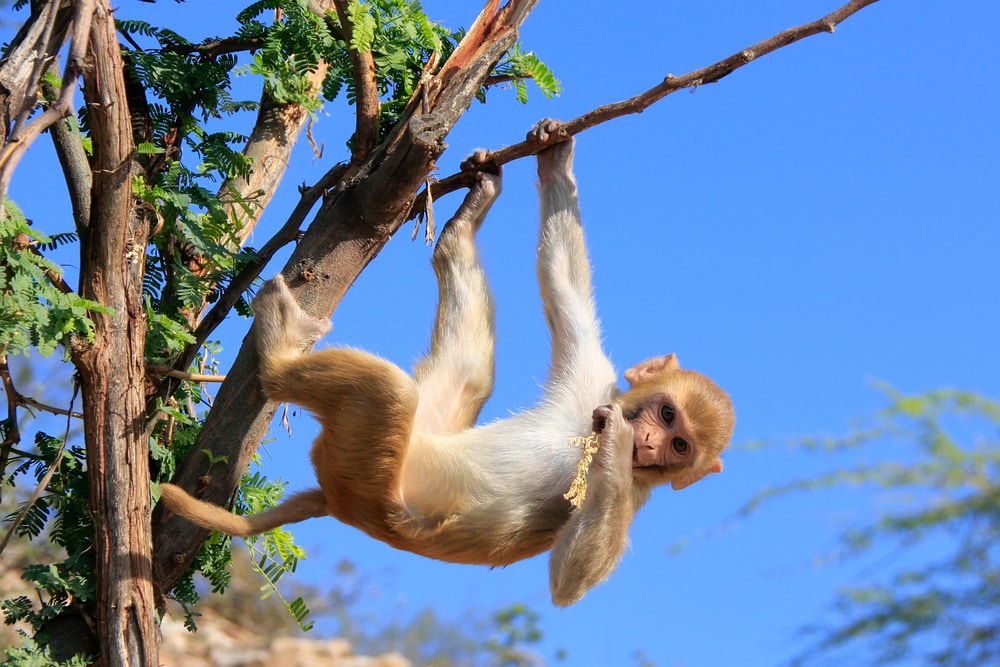 Rhesus macaque hanging on the tree