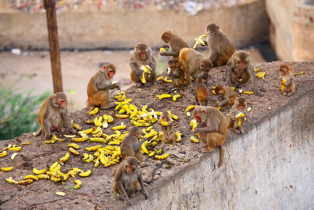 Rhesus macaque eating bananas on the walls