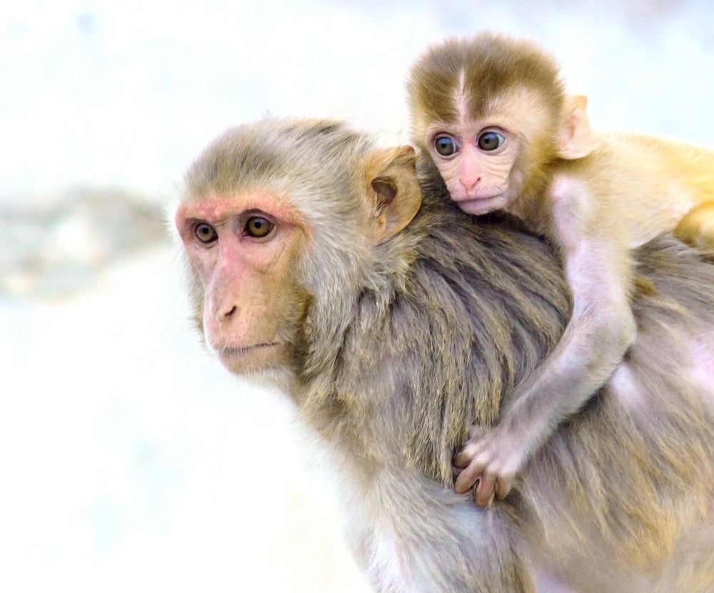 Baby rhesus macaque in its mother's back