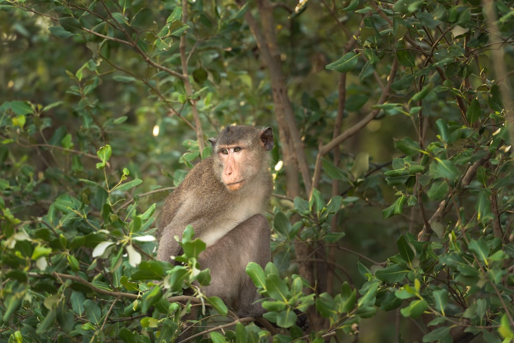 Rhesus macaque in the middle of a tree