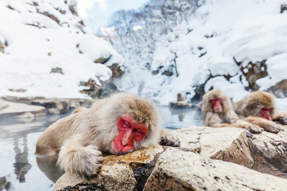 Snow monkey laying its face on a cold stone
