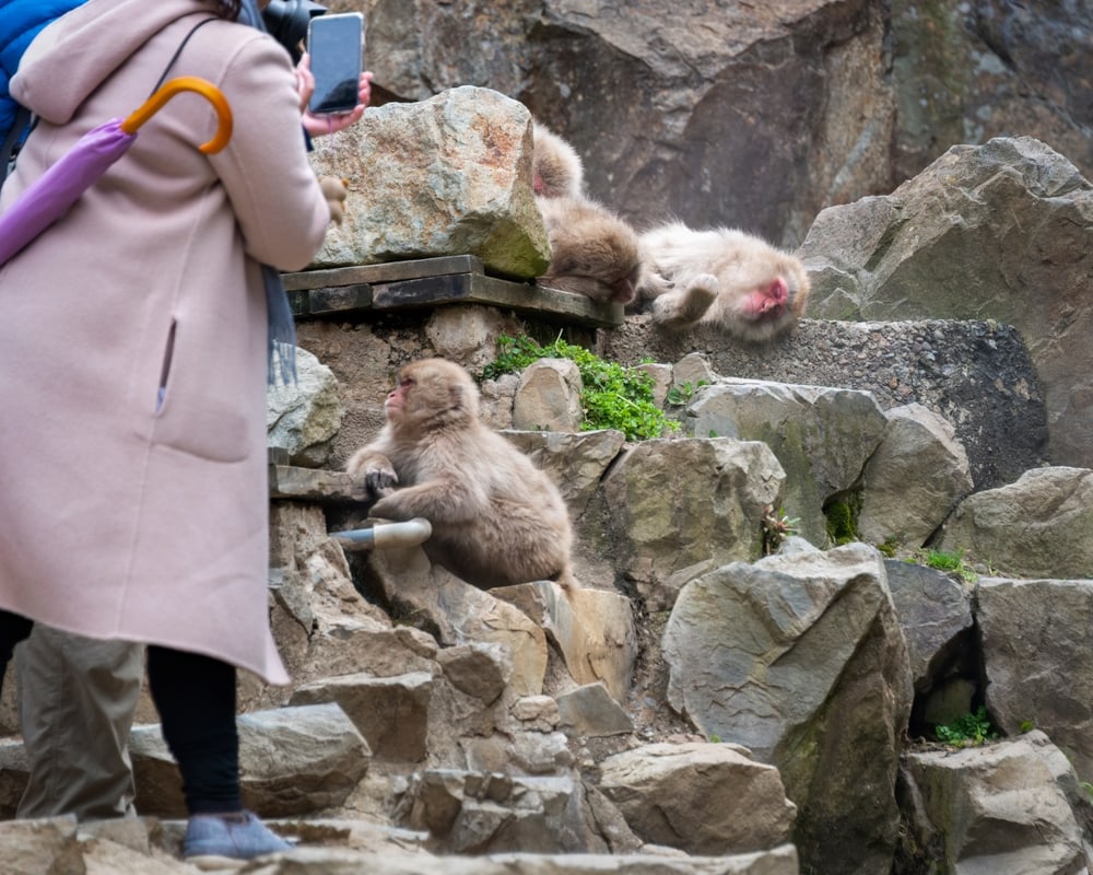 Tourist taking a photo of the snow monkey at the zoo