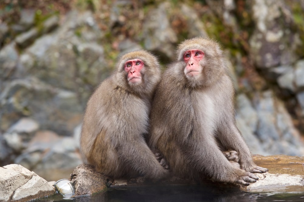 Two snow monkeys hugging each other on the stone